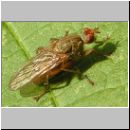 Scatophaga sp - Dungfliege 01d.jpg